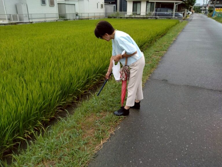 今週の教会周辺清掃活動